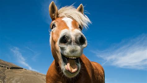 funny horse videos